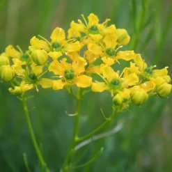 ARBORIX - 6 x rue - ruta graveolens - godet 9cm x 9cm