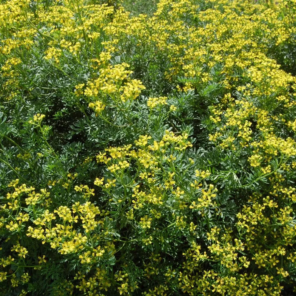 ARBORIX - 6 x rue - ruta graveolens - godet 9cm x 9cm