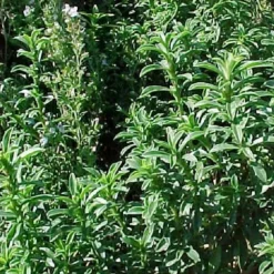 ARBORIX - 6 x sarriette des montagnes - satureja montana - godet 9cm x 9cm