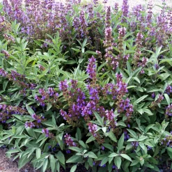 ARBORIX - 6 x sauge officinale - salvia officinalis - godet 9cm x 9cm