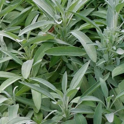 ARBORIX - 6 x sauge officinale - salvia officinalis - godet 9cm x 9cm