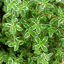 ARBORIX - 6 x thym citron - thymus citriodorus - godet 9cm x 9cm