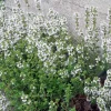 ARBORIX - 6 x thym commun 'compactus' - thymus vulgaris 'compactus' - godet 9cm x 9cm