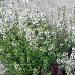 ARBORIX - 6 x thym commun 'compactus' - thymus vulgaris 'compactus' - godet 9cm x 9cm
