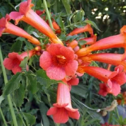 ARBORIX - 2 x trompette de virginie - campsis tagliabuana 'madame galen' - 50-60 cm pot