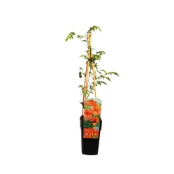 ARBORIX - 2 x trompette de virginie - campsis tagliabuana 'madame galen' - 50-60 cm pot