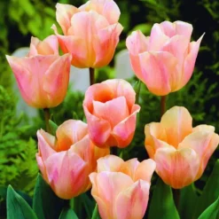 ARBORIX - 50 x tulipe abricot beauty - bulbes à fleurs de printemps