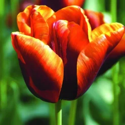 ARBORIX - 50 x tulipe abu hassan - bulbes à fleurs de printemps