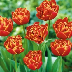 ARBORIX - 50 x tulipe allegretto - bulbes à fleurs de printemps