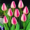 ARBORIX - 50 x tulipe garden party - bulbes à fleurs de printemps