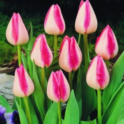 ARBORIX - 50 x tulipe garden party - bulbes à fleurs de printemps