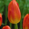 ARBORIX - 50 x tulipe general de wet - bulbes à fleurs de printemps