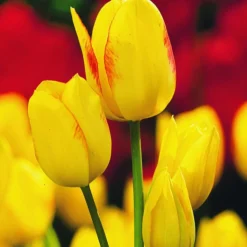 ARBORIX - 50 x tulipe georgette - bulbes à fleurs de printemps