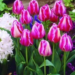 ARBORIX - 50 x tulipe ibis - bulbes à fleurs de printemps