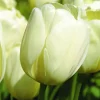 ARBORIX - 50 x tulipe ivory floradale - bulbes à fleurs de printemps