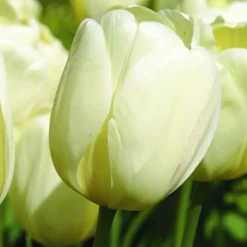 ARBORIX - 50 x tulipe ivory floradale - bulbes à fleurs de printemps