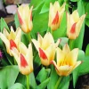 ARBORIX - 50 x tulipe johann strauss - bulbes à fleurs de printemps