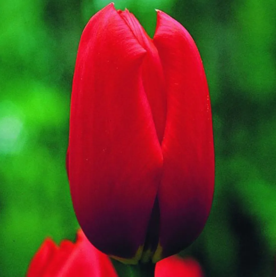 ARBORIX - 50 x tulipe kingsblood - bulbes à fleurs de printemps