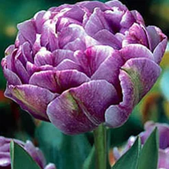 ARBORIX - 50 x tulipe lilac perfection - bulbes à fleurs de printemps