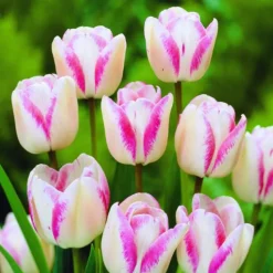 ARBORIX - 50 x tulipe make up - bulbes à fleurs de printemps