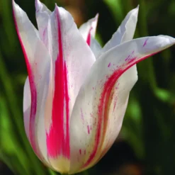 ARBORIX - 50 x tulipe marilyn - bulbes à fleurs de printemps