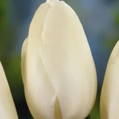 ARBORIX - 50 x tulipe maureen - bulbes à fleurs de printemps