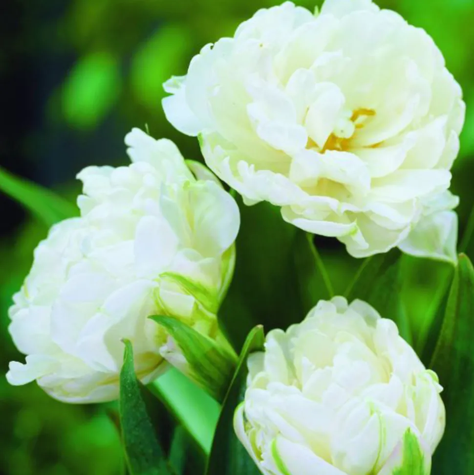 ARBORIX - 50 x tulipe mount tacoma - bulbes à fleurs de printemps