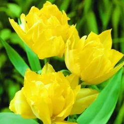 ARBORIX - 50 x tulipe mr. Vd hoef - bulbes à fleurs de printemps