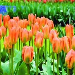 ARBORIX - 50 x tulipe orange emperor - bulbes à fleurs de printemps