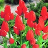 ARBORIX - 50 x tulipe orange bouquet - bulbes à fleurs de printemps