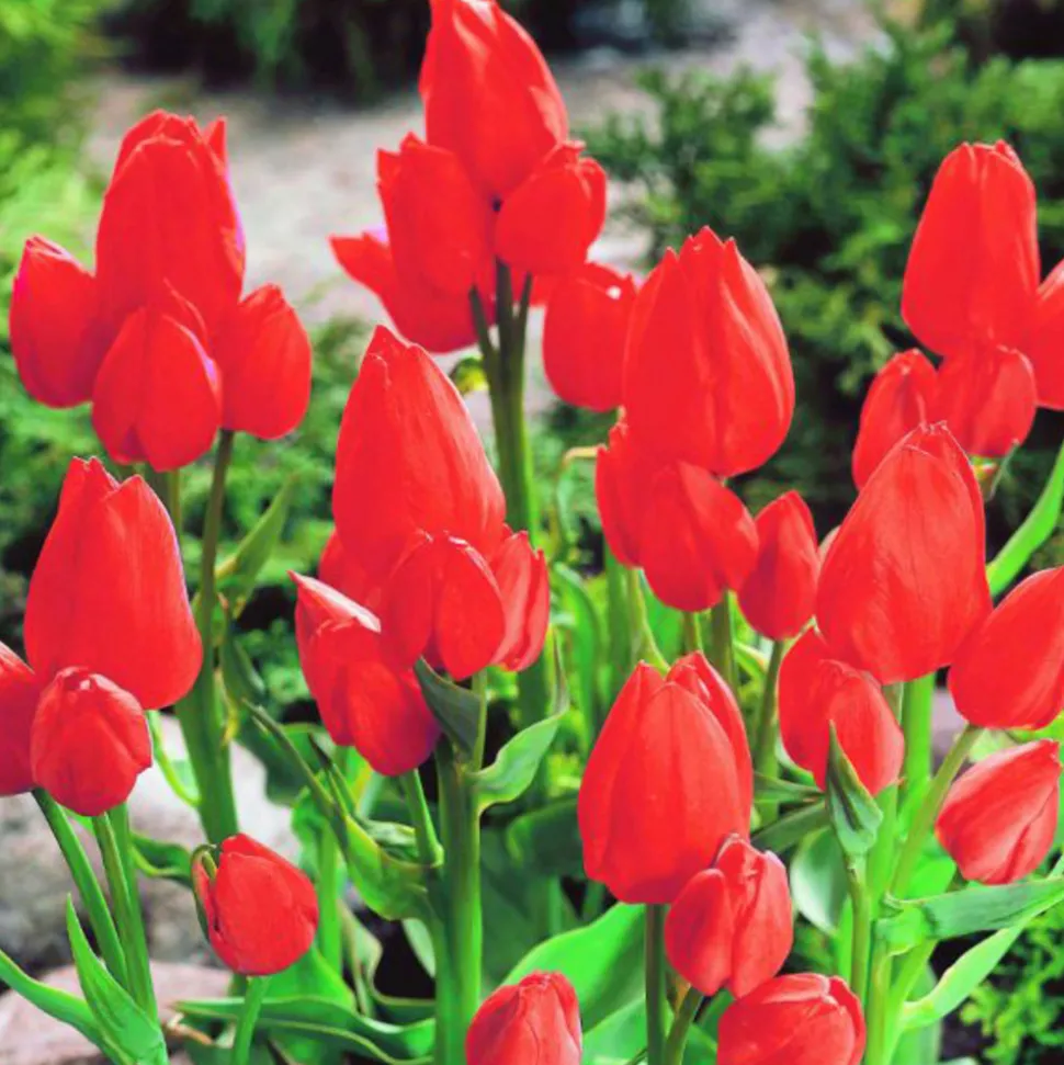 ARBORIX - 50 x tulipe orange bouquet - bulbes à fleurs de printemps