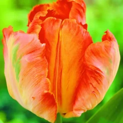 ARBORIX - 50 x tulipe orange favourit - bulbes à fleurs de printemps