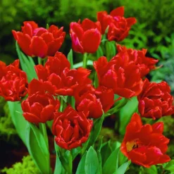 ARBORIX - 50 x tulipe orange nassau - bulbes à fleurs de printemps