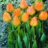 ARBORIX - 50 x tulipe orangezon - bulbes à fleurs de printemps