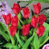 ARBORIX - 50 x tulipe showwinner - bulbes à fleurs de printemps