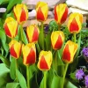 ARBORIX - 50 x tulipe stresa - bulbes à fleurs de printemps