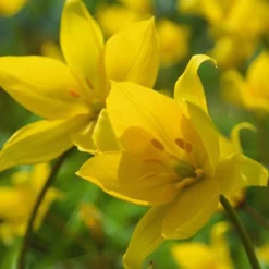 ARBORIX - 50 x tulipe sylvestris - bulbes à fleurs de printemps