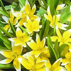 ARBORIX - 50 x tulipe tarda - bulbes à fleurs de printemps