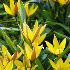 ARBORIX - 50 x tulipe urumiensis - bulbes à fleurs de printemps