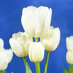 ARBORIX - 50 x tulipe weisse berliner - bulbes à fleurs de printemps