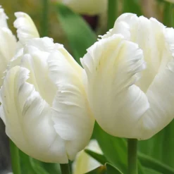 ARBORIX - 50 x tulipe white parrot - bulbes à fleurs de printemps