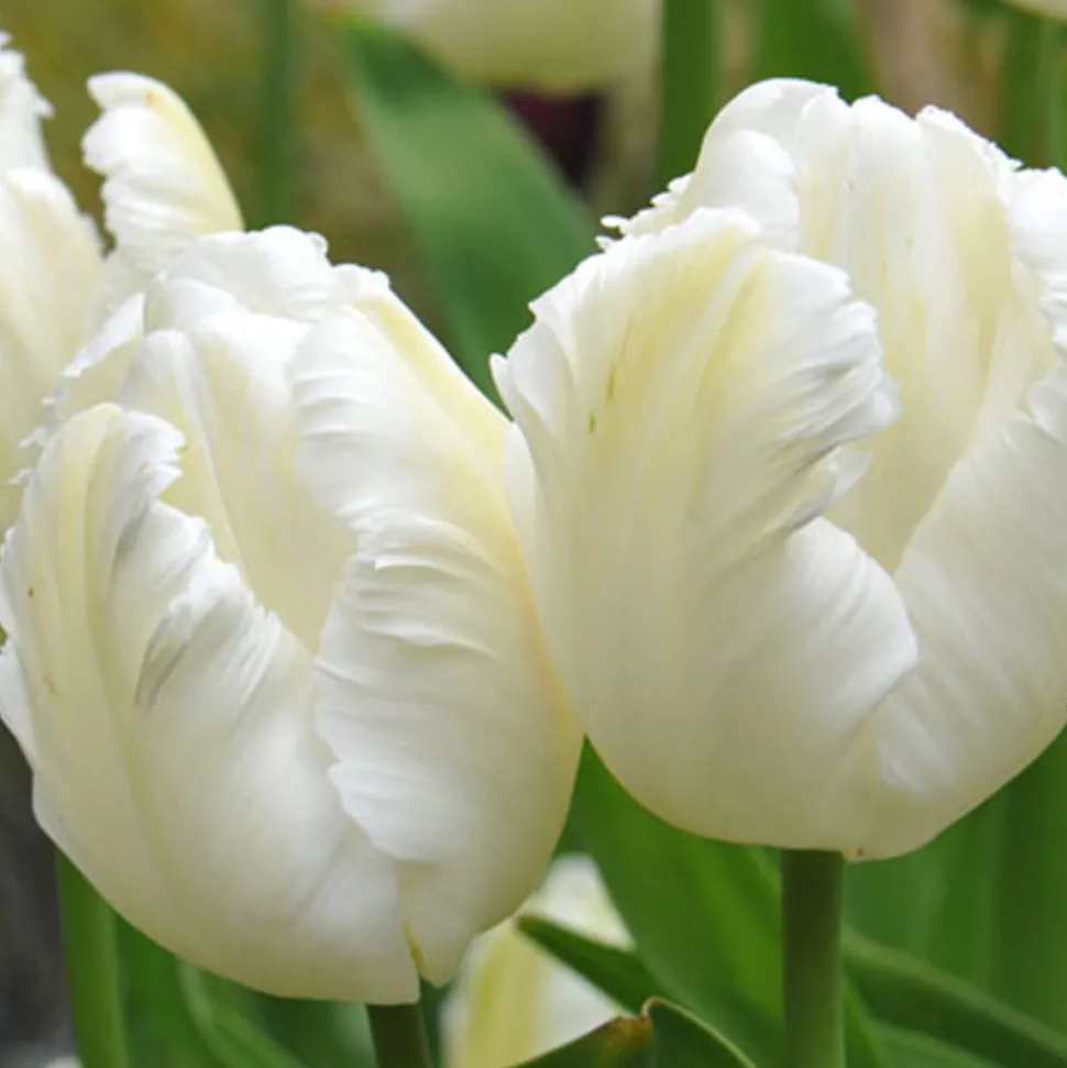 ARBORIX - 50 x tulipe white parrot - bulbes à fleurs de printemps