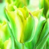 ARBORIX - 50 x tulipe yellow springgreen - bulbes à fleurs de printemps