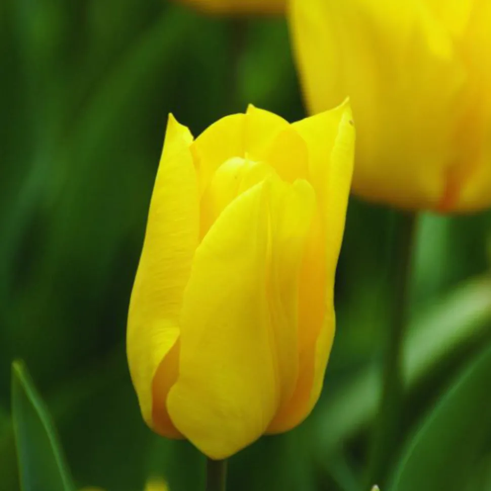 ARBORIX - 50 x tulipe yokohama - bulbes à fleurs de printemps