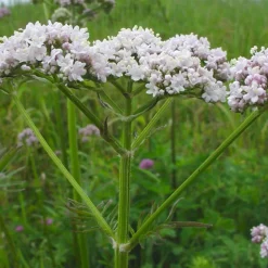 ARBORIX - 6 x valériane officinale - valeriana officinalis - godet 9cm x 9cm
