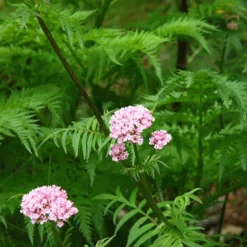 ARBORIX - 6 x valériane officinale - valeriana officinalis - godet 9cm x 9cm