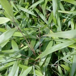 ARBORIX - Bambou 'asian wonder' - fargesia scabrida 'asian wonder' - 60- 80 cm pot