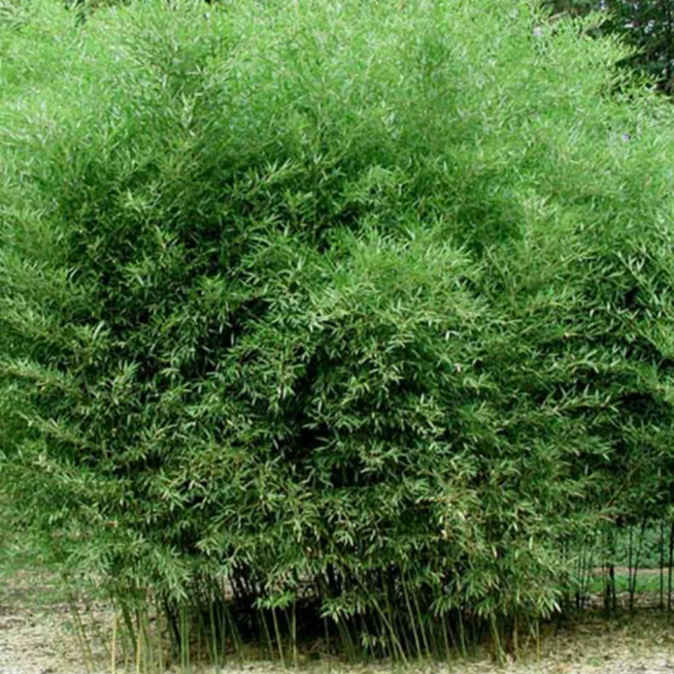 ARBORIX - Bambou géant - phyllostachys bissetii - 60- 80 cm pot