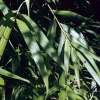 ARBORIX - Bambou moyen - pseudosasa japonica - 60-80 cm pot