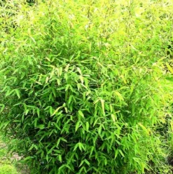 ARBORIX - Bambou parapluie 'rufa' - fargesia murieliae 'rufa' - 60- 80 cm pot